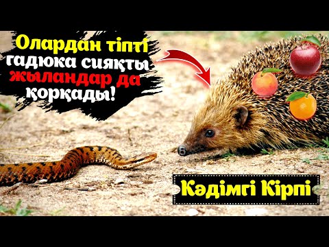 Бейне: Кірпі деген не?