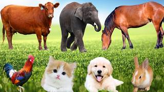 Cute Animals:Elephant, Cat, Dog, Sheep, Rabbit, Cow, Horse-Animal Moments