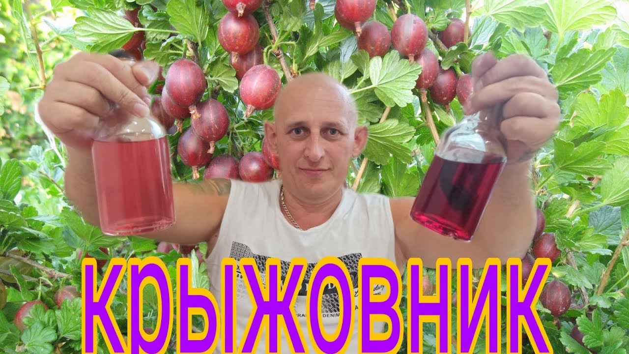 Настойка на крыжовнике мужская и женская!