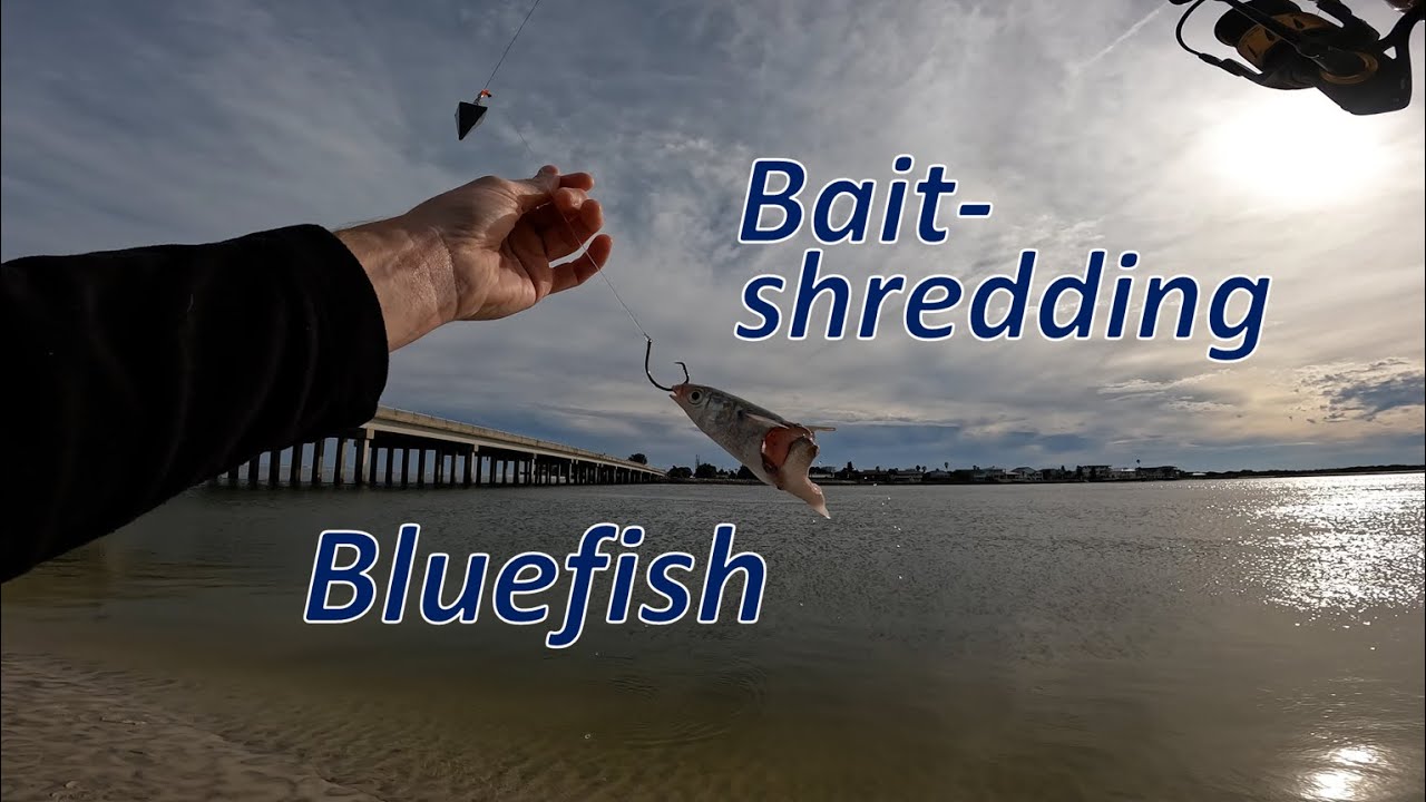 Easy Inlet Bluefish and Speckled Trout YouTube