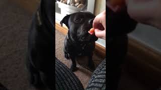 George The Staffy Loves Orange