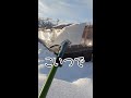 池用雪囲い小屋にまた雪が積もったので雪下ろし！