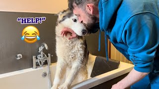 Stubborn OLD Husky Does Everything She Can To Avoid Having A Bath!. [FUNNIEST EVER!!]