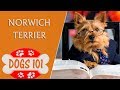 Dogs 101 - NORWICH TERRIER - Top Dog Facts About the NORWICH TERRIER