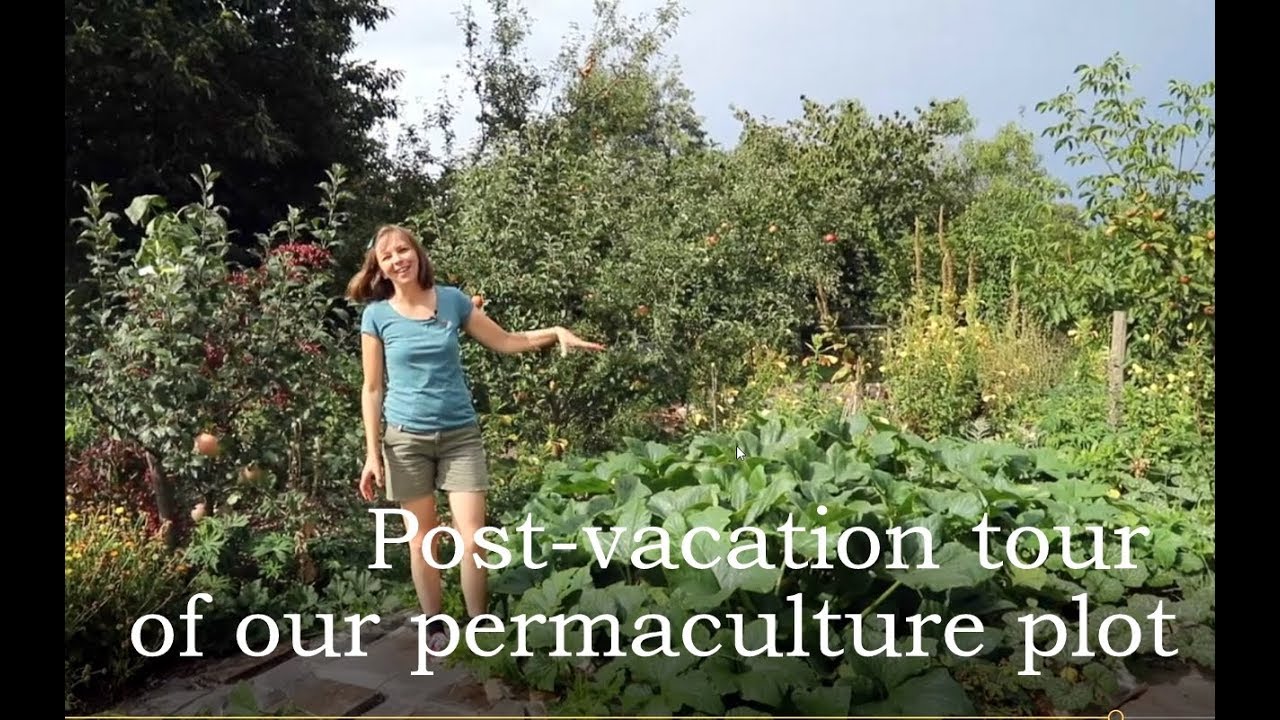 Post-vacation tour of our permaculture plot
