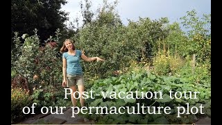 Post-vacation tour of our permaculture plot