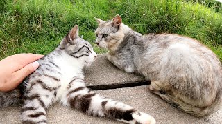 ベンチを占領していた猫達、警戒しつつも最後は仲間に入れてくれた