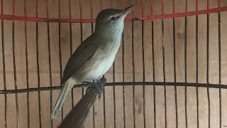 Suara Burung Kerak basi Ramai / Kerbas Alis putih / Cigrok Jantan GACOR