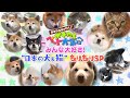 まさはる君が行く！ポチたまペット大集合　みんな大好き！“日本の犬＆猫”もりもりＳＰ | ＢＳテレ東【ポチたま公式】