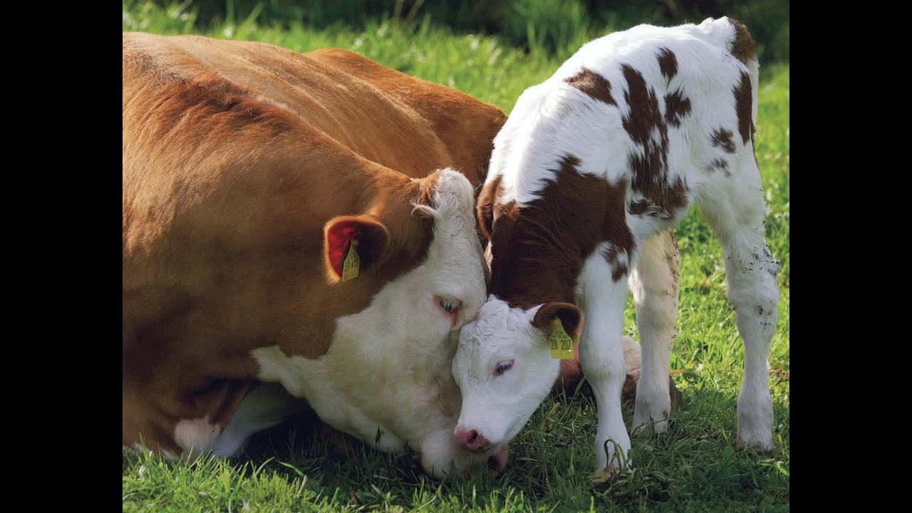 Kate & Anna McGarrigle - La vache qui pleure - YouTube