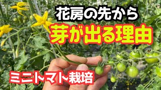 ミニトマト栽培】花房の先から芽が出る理由と対策 - YouTube