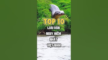 Top 10 loài rắn nguy hiểm nhất Việt Nam #top10 #top100 #toptrending