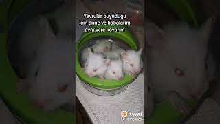 1 hamster aldım 50 tane oldu jebejehe