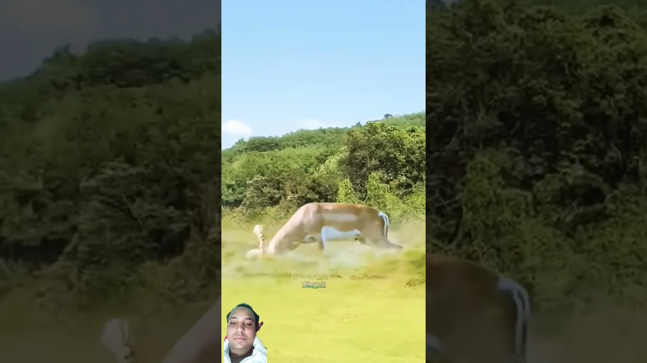 W w fight Hiran aur Sher main 🤠