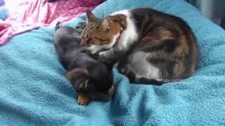 SWEETEST video EVER: Cat grooming Chihuahua (2) (☀◠‿◠)
