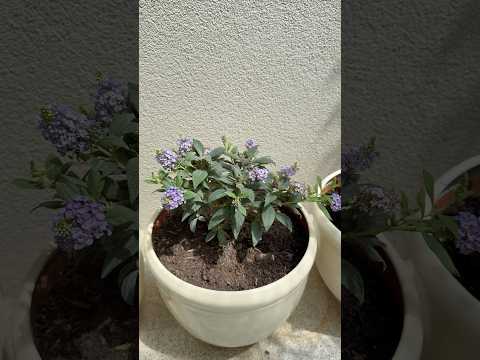 Будлея Давида Little Rockstars Blue карликовая / контейнер 0,3л, видео 1