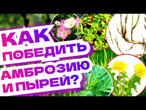 КАК УБРАТЬ СОРНЯКИ НАВСЕГДА?! Амброзия, пырей, вьюн, одуванчик и другие