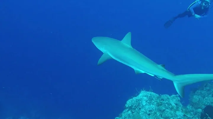 Caribbean Reef Sharks, San Salvador Island Bahamas