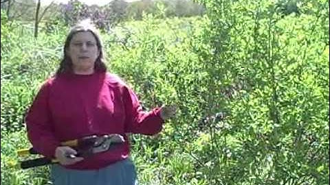 Pruning with a Reciprocating Saw