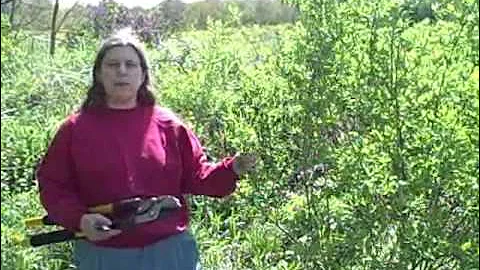 Pruning with a Reciprocating Saw