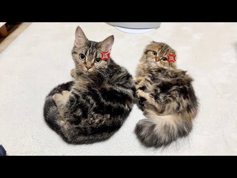 愛し合う先住猫と新入り子猫の仲間に入ろうとしたら睨みつけられてこうなりましたw