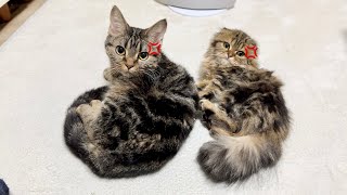 愛し合う先住猫と新入り子猫の仲間に入ろうとしたら睨みつけられてこうなりましたw