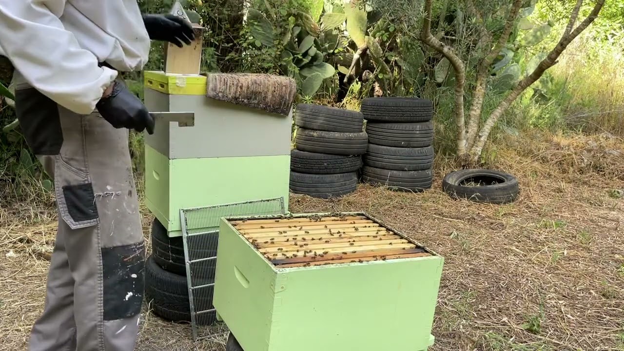 20αρι μπλοκαρισμένο με διάφραγμα …ξεμπλοκάρισμα της μάνας ανεβάζοντας ψημένους γόνους