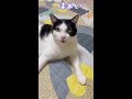 やる気のない返事をするおしゃべり猫 #shorts