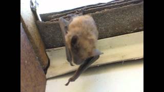 Its a Bat, Man