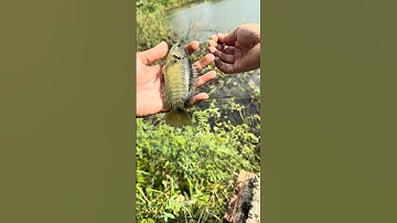 Giật đã tay với điểm Câu Cá rô đồng khủng!