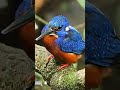 World’s Most Colorful Birds 🌈🕊️ #shor #trendingshorts #songbirdsaroundtheworld #animals