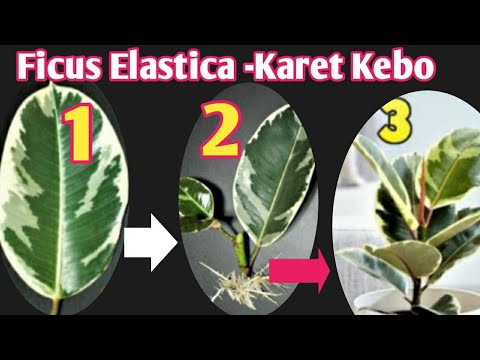 Video: Perbanyakan Ficus Karet Di Rumah: Bagaimana Cara Memperbanyaknya Dengan Stek Dan Daun? Fitur Perawatan Lebih Lanjut