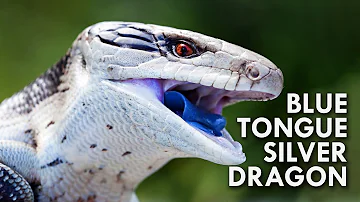 Do blue tongues like to be handled?