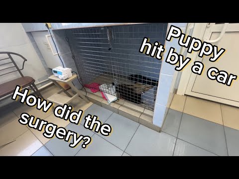 Video: Zoznámte sa s Robbie, prvým Dogom v Spojenom kráľovstve