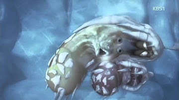 Funny Larva V2 Part 25 0 Ice   Cười tẹt ga nào HD   YouTube