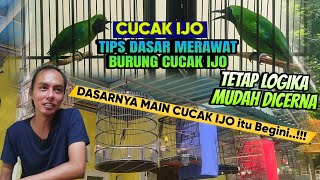 BEGINI CARA DASARKU MERAWAT CUCAK IJO JENIS APAPUN JADI CEPAT GACOR, PAKAI CARA INI..?