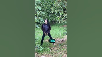 This is How To Catch Durian Fruit