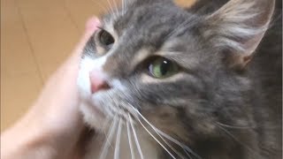 マスクをかぶる猫 ノルウェージャンフォレストキャットWear a mask.Norwegian Forest Cat.