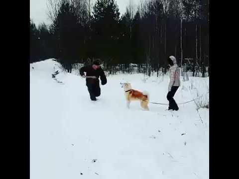 Японская Акита Ину .