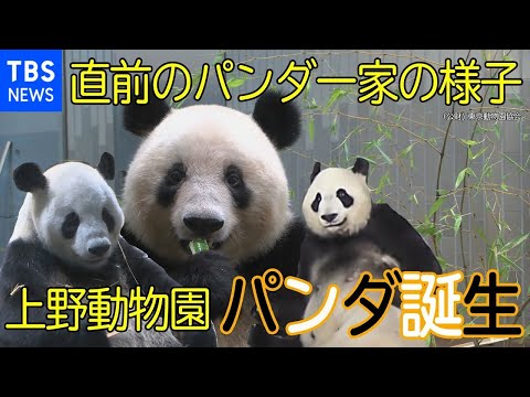 上野動物園パンダ 双子の赤ちゃん誕生! 直前のパンダ一家の様子