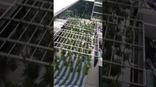 Ghost og Harvest