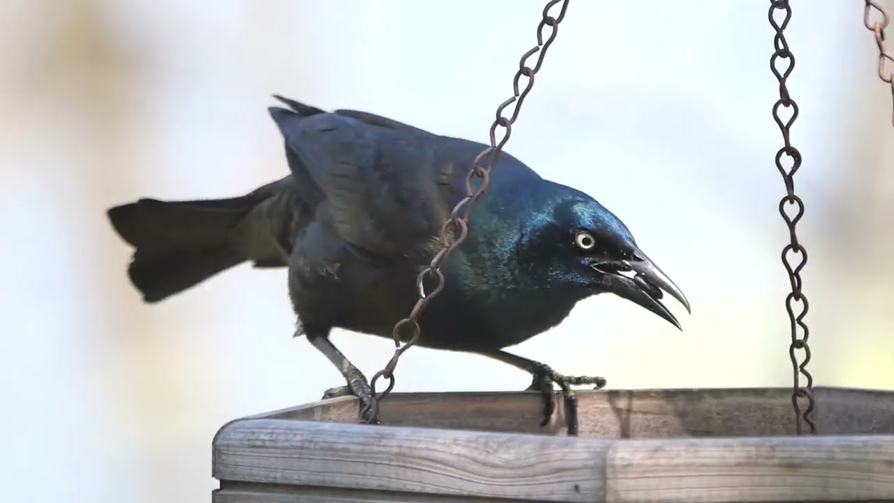 Common Grackle (Quiscalus quiscula) - Maumee Bay (USA Ohio) 10-5-2023