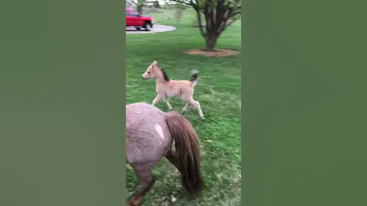 New Rhythm filly