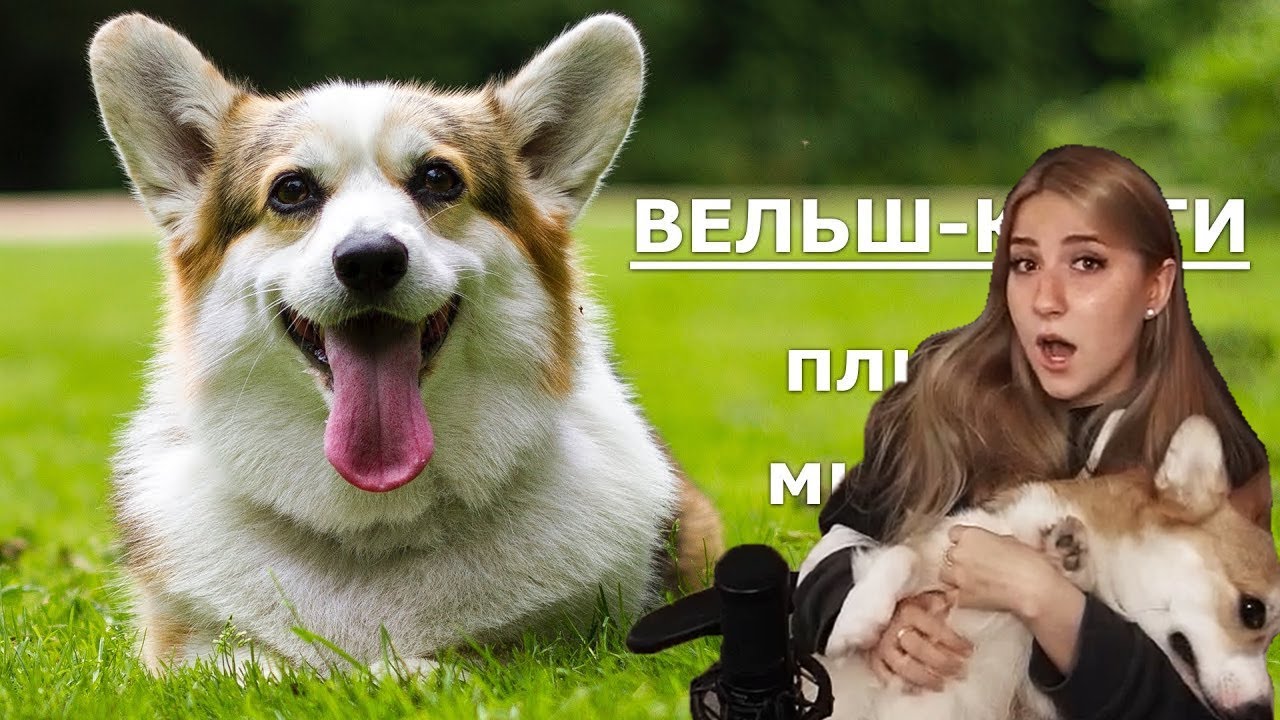 ANKA смотрит : ВЕЛЬШ-КОРГИ. Плюсы и минусы - YouTube