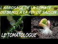 L arrosage des tomates des semis a la recolte