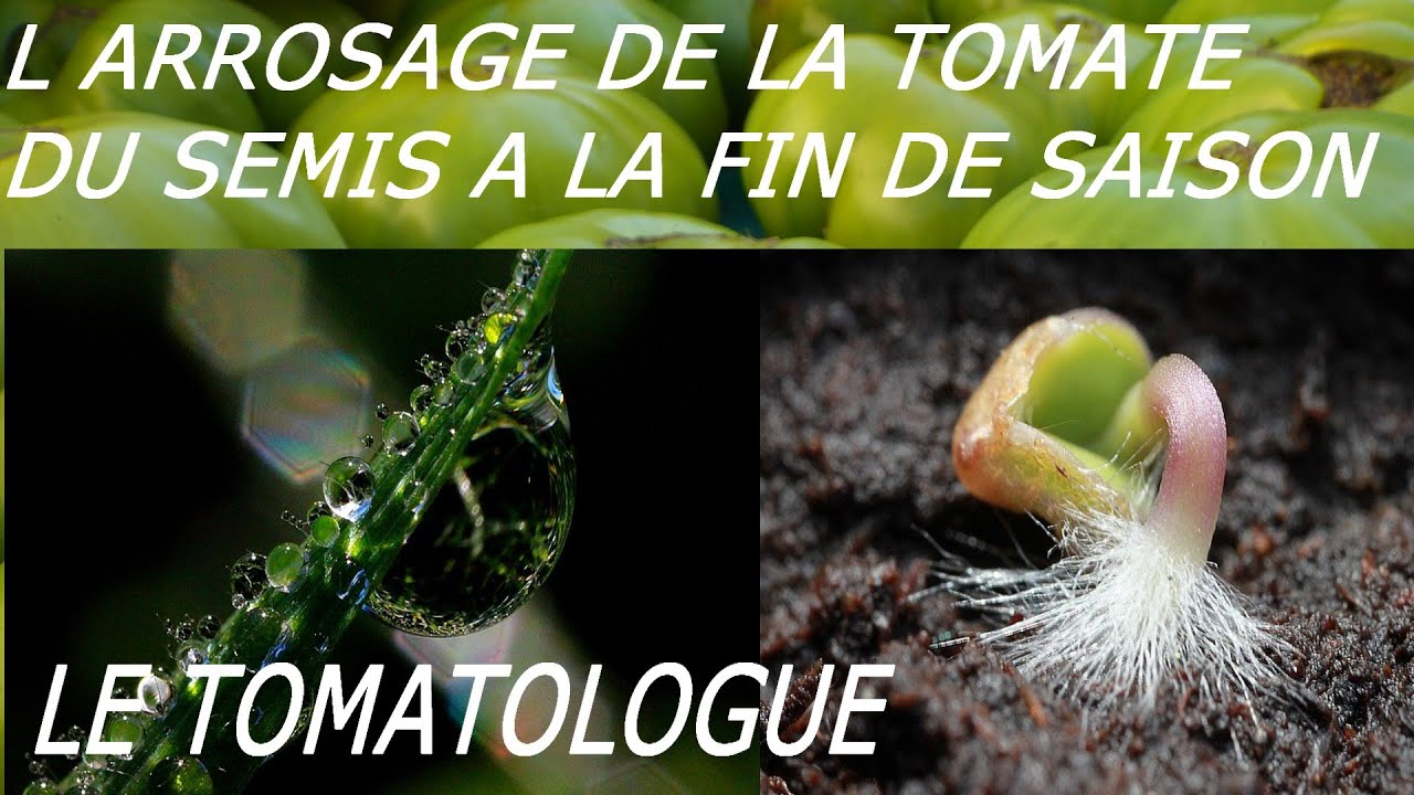 l arrosage des tomates des semis a la recolte