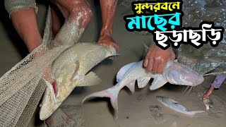 সুন্দরবনে গলদা চিংডী় ও কোরাল মাছের ছডা়ছড়ি | Golda Prawn & Koral Fish Catching in Sundarbans