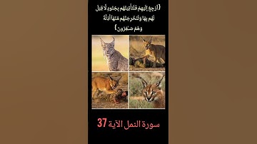الوشق المصري جند من جنود الله .سورة النمل الآية 37 #سورة_النمل #سورة #آية #فلسطين #غزة #اكسبلور