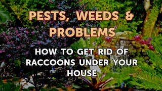How to Get Rid of Raccoons Under Your House