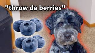 My dog tries to go 5 for 5 on catching blueberries!